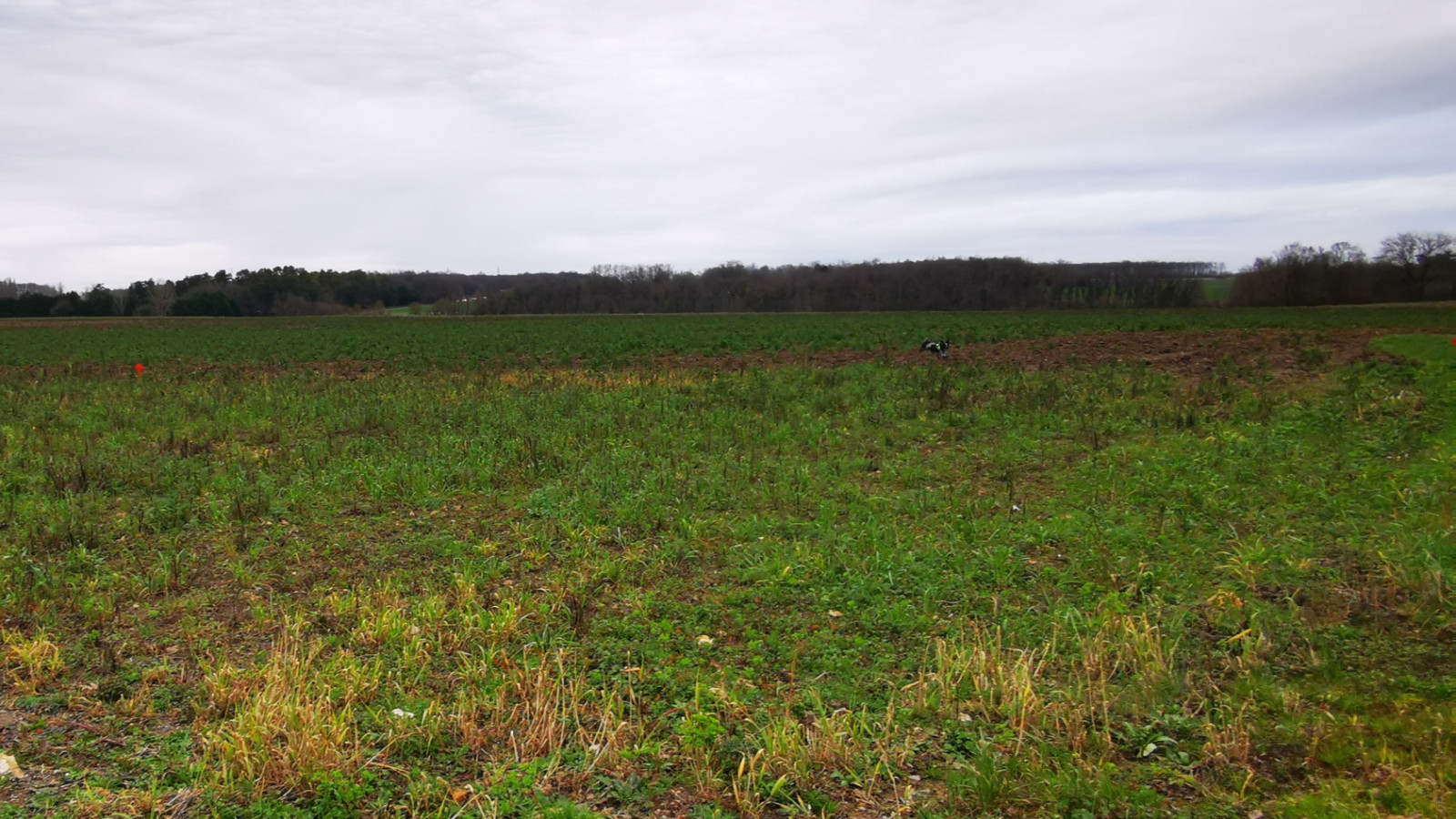 Terrain constructible de 2000m2 à Mouzay